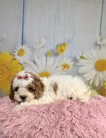 Willow, a female Cavapoo for sale in Ripley, MS – 5 of 10
