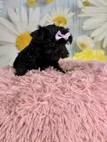 Lulu, a female Morkie for sale in Ripley, MS – 10 of 10