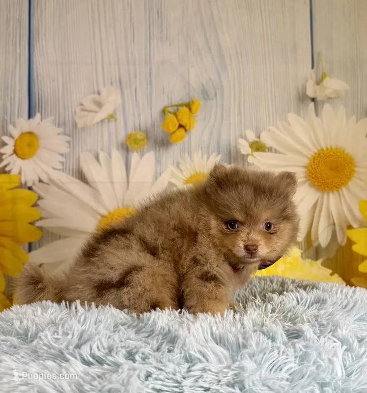 Jasper – Pomeranian puppy for sale in Ripley, MS