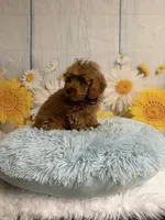 Red, a male Poodle - Toy  for sale in Ripley, MS – 6 of 10