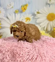Rosie, a female Poodle - Miniature  for sale in Ripley, MS – 5 of 10