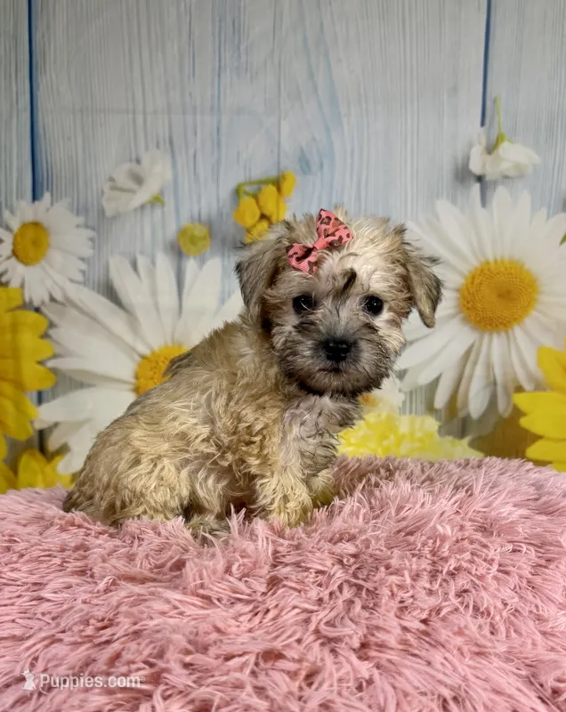 Nova – Miniature Schnauzer puppy for sale in Ripley, MS