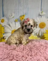 Nova, a female Miniature Schnauzer for sale in Ripley, MS – 1 of 10