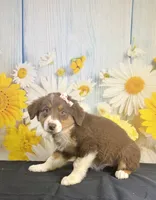 Mae mae, a female Australian Shepherd for sale in Ripley, MS – 4 of 6