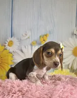 Sally, a female Beagle for sale in Ripley, MS – 3 of 8