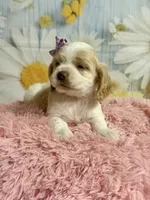 Sandy, a female Cocker Spaniel for sale in Ripley, MS – 5 of 8