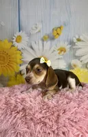 Sally, a female Beagle for sale in Ripley, MS – 4 of 8