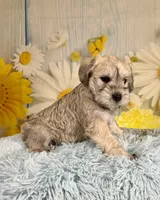 Whitt, a male Miniature Schnauzer for sale in Ripley, MS – 5 of 5