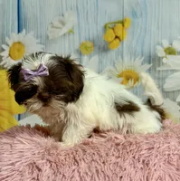 Rylee, a female Shih Tzu for sale in Ripley, MS – 6 of 10