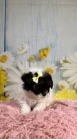 Fancy, a female Poodle - Toy  and Poodle - Miniature  for sale in Ripley, MS – 6 of 9