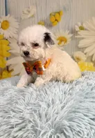 Theo, a male Poodle - Toy  and Poodle - Miniature  for sale in Ripley, MS – 5 of 8
