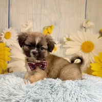 Kobe, a male Pekingese and Shih Tzu for sale in Ripley, MS – 5 of 10