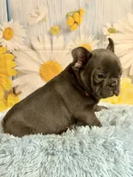 Loki, a male French Bulldog for sale in Ripley, MS – 3 of 9