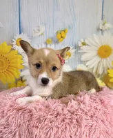 Jellybean , a female Pembroke Welsh Corgi for sale in Ripley, MS – 10 of 10