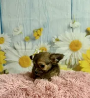     Fern, a female Chihuahua for sale in Ripley, MS – 9 of 9