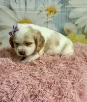 Sandy, a female Cocker Spaniel for sale in Ripley, MS – 4 of 8