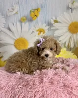 Peaches, a female Poodle - Toy  for sale in Ripley, MS – 7 of 10