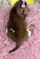 Mocha, a female Miniature Dachshund for sale in Ripley, MS – 4 of 8