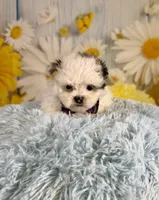 Charles, a male Shihpoo for sale in Ripley, MS – 4 of 8