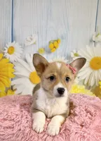 Jellybean , a female Pembroke Welsh Corgi for sale in Ripley, MS – 1 of 10