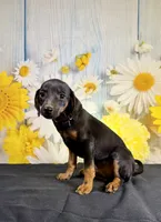 Tux, a male Chihuahua and Miniature Dachshund for sale in Ripley, MS – 5 of 5