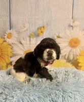 Charles, a male Cocker Spaniel for sale in Ripley, MS – 6 of 10