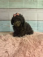 Jill, a female Poodle - Toy  for sale in Ripley, MS – 8 of 10