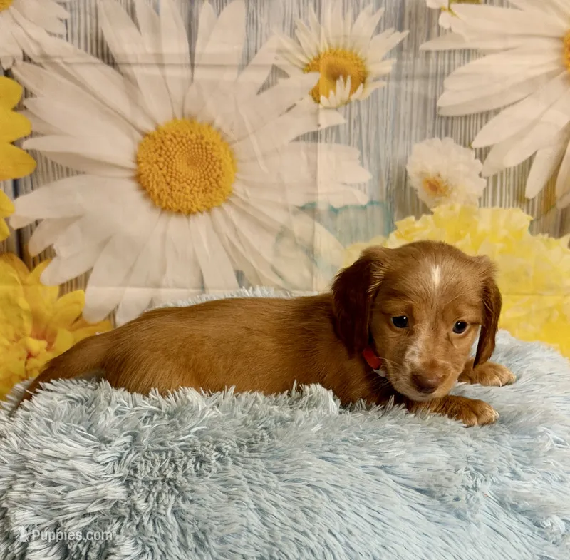 Todd – Miniature Dachshund puppy for sale in Ripley, MS