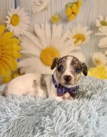 Skylar , a male Teddy Roosevelt Terrier for sale in Ripley, MS – 2 of 10