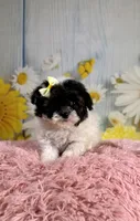 Fancy, a female Poodle - Toy  and Poodle - Miniature  for sale in Ripley, MS – 3 of 9
