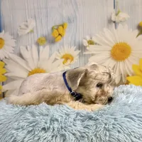Odie, a male Miniature Schnauzer for sale in Ripley, MS – 4 of 8