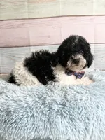 Oreo, a male Poodle - Toy  for sale in Ripley, MS – 7 of 10