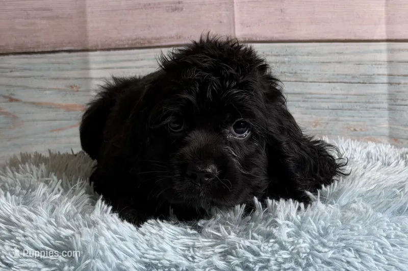 Coal – Cocker Spaniel puppy for sale in Ripley, MS