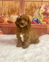 Pearl, a female Cavapoo for sale in Ripley, MS – 4 of 7