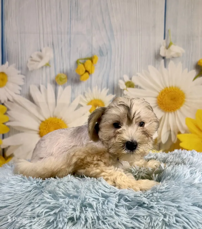 Odie – Miniature Schnauzer puppy for sale in Ripley, MS