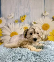 Odie, a male Miniature Schnauzer for sale in Ripley, MS – 1 of 8