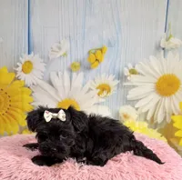 Minnie, a female Morkie for sale in Ripley, MS – 3 of 10