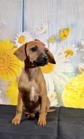 Ruby, a female Chihuahua and Miniature Dachshund for sale in Ripley, MS – 2 of 10