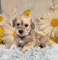 Whitt, a male Miniature Schnauzer for sale in Ripley, MS – 1 of 5