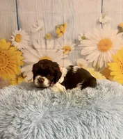 Charles, a male Cocker Spaniel for sale in Ripley, MS – 5 of 10