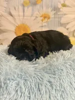 Coal, a male Cocker Spaniel for sale in Ripley, MS – 5 of 8