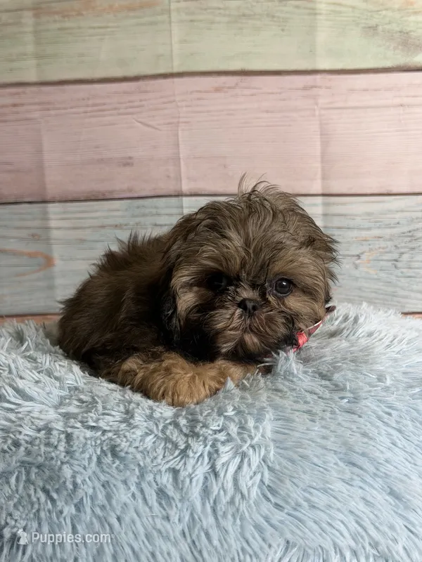 Gizmo – Shih Tzu puppy for sale in Ripley, MS