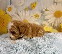 Otis, a male Miniature Goldendoodle for sale in Ripley, MS – 5 of 10