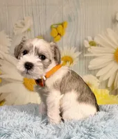 Toby, a male Miniature Schnauzer for sale in Ripley, MS – 1 of 6
