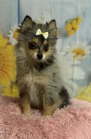 Millie, a female Pomeranian for sale in Ripley, MS – 8 of 10