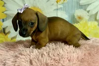 Peaches, a female Miniature Dachshund for sale in Ripley, MS – 5 of 10