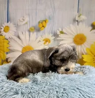 Terry, a male Miniature Schnauzer for sale in Ripley, MS – 3 of 9