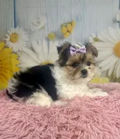 Jessie , a female Yorkshire Terrier for sale in Ripley, MS – 5 of 7