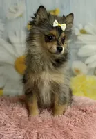 Millie, a female Pomeranian for sale in Ripley, MS – 7 of 10