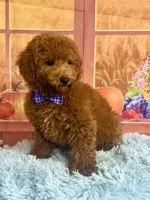 Red , a male Poodle - Miniature  for sale in Ripley, MS – 3 of 6